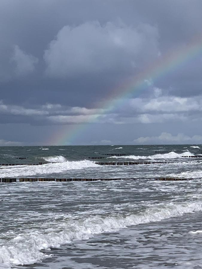Lachmoewe Rostock